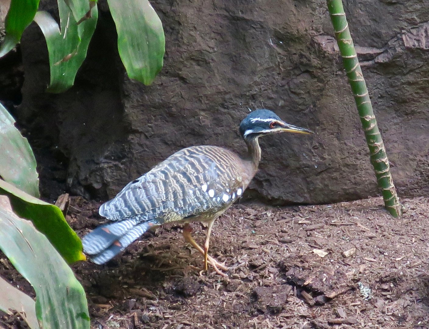 Sunbittern (Eurypyga helias)