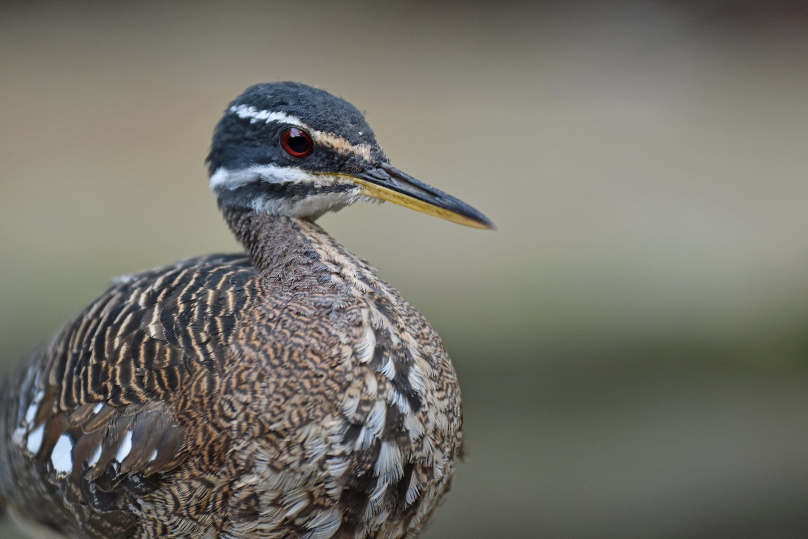 Sunbittern (Eurypyga helias)