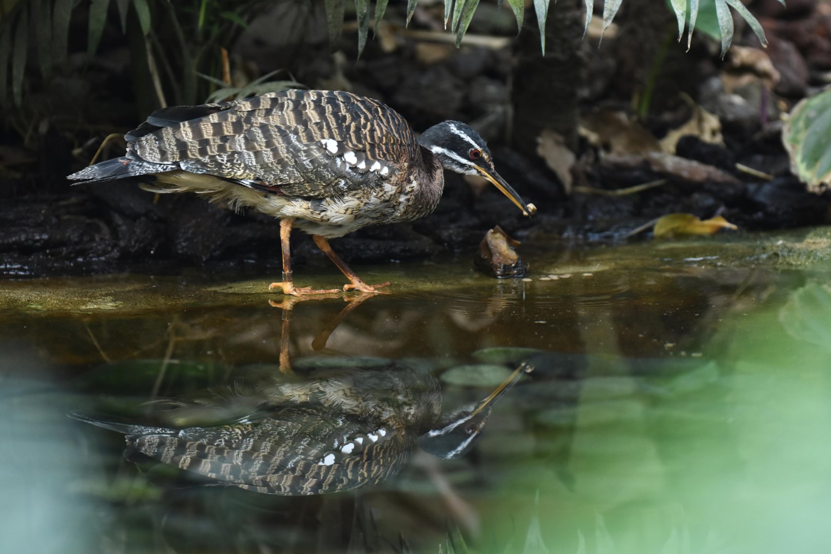 Sunbittern (Eurypyga helias)