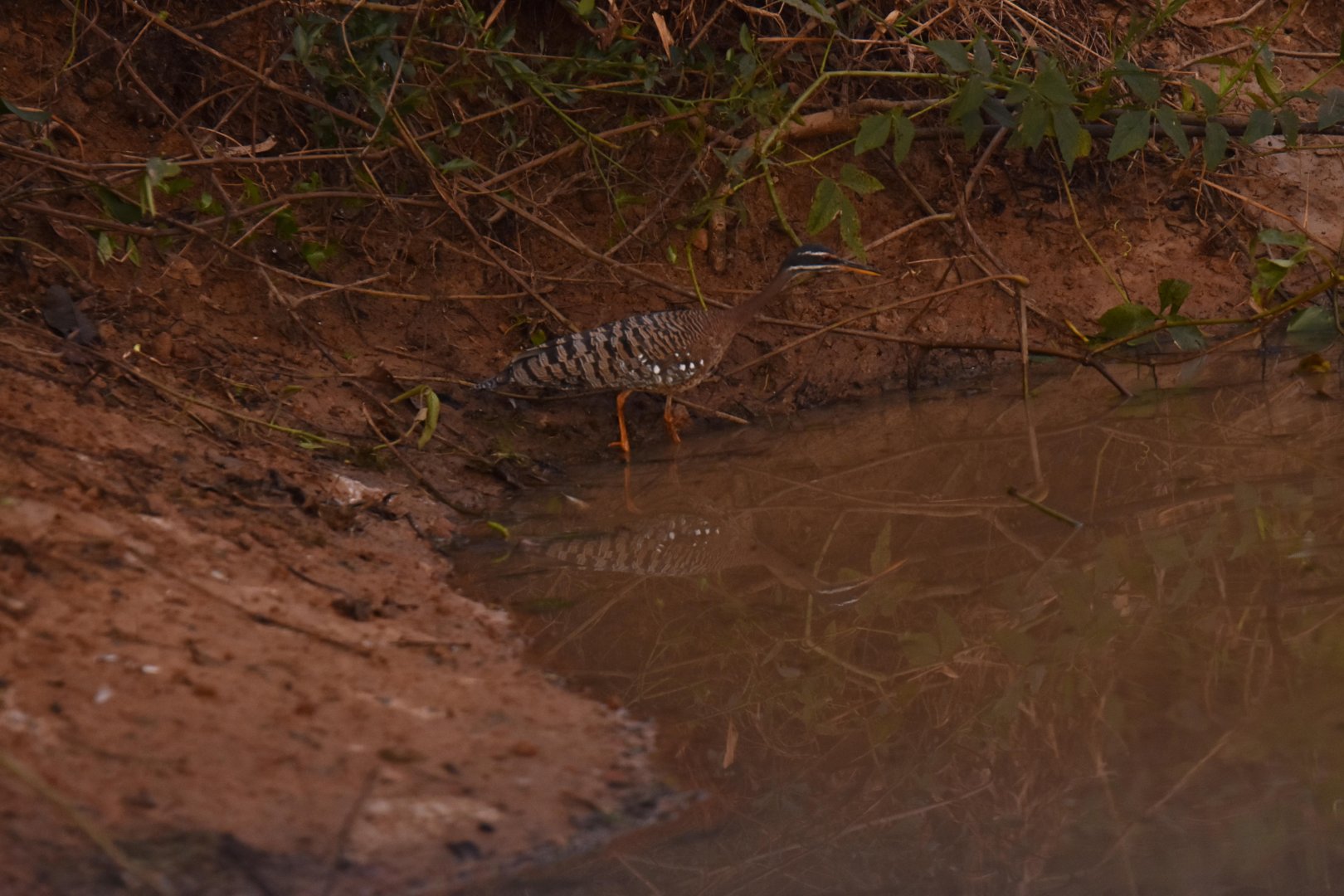 Sunbittern (Eurypyga helias)