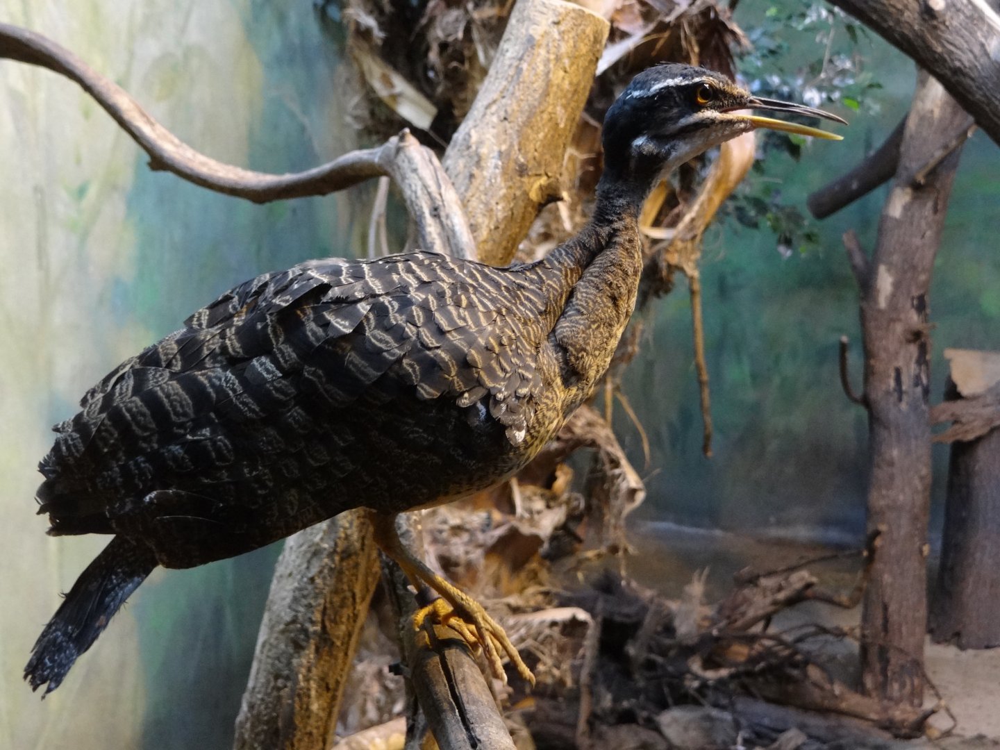 Sunbittern (Eurypyga helias)