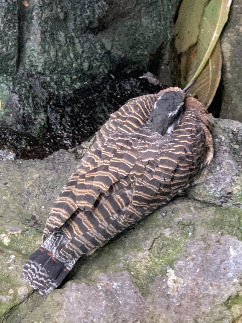Sunbittern (Eurypyga helias)