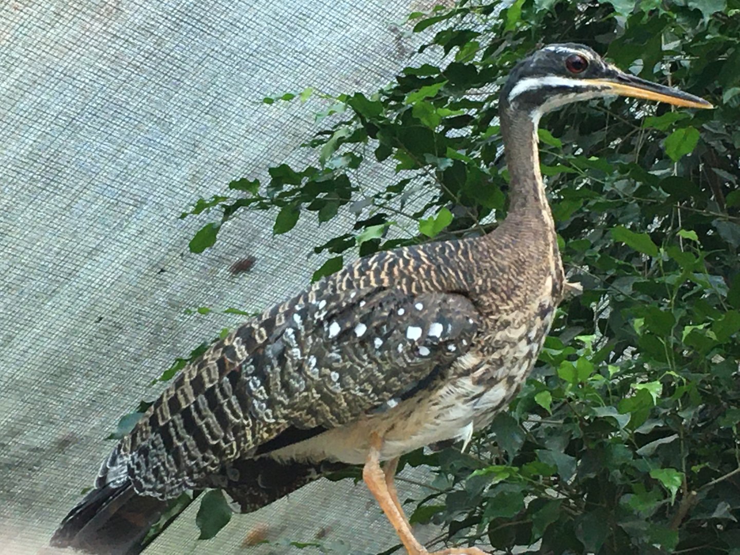 Sunbittern (Eurypyga helias)
