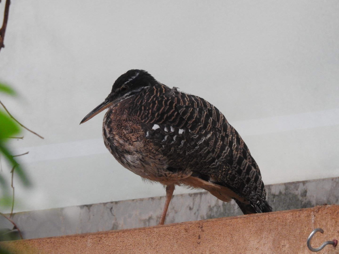 Sunbittern (Eurypyga helias)
