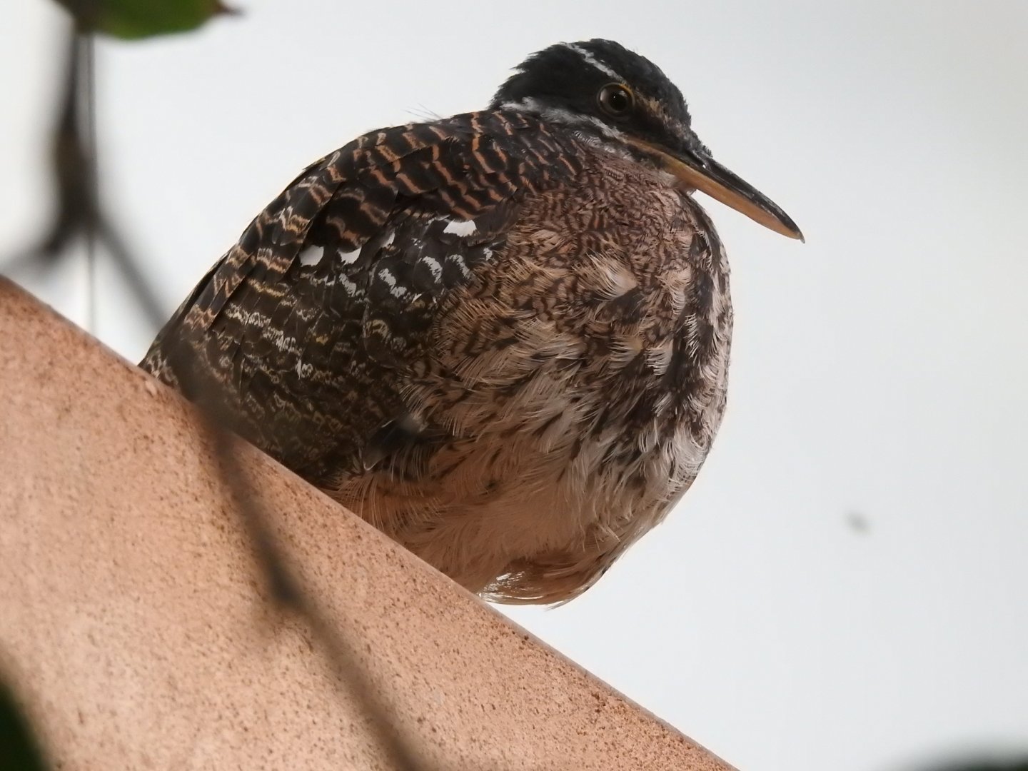 Sunbittern (Eurypyga helias)