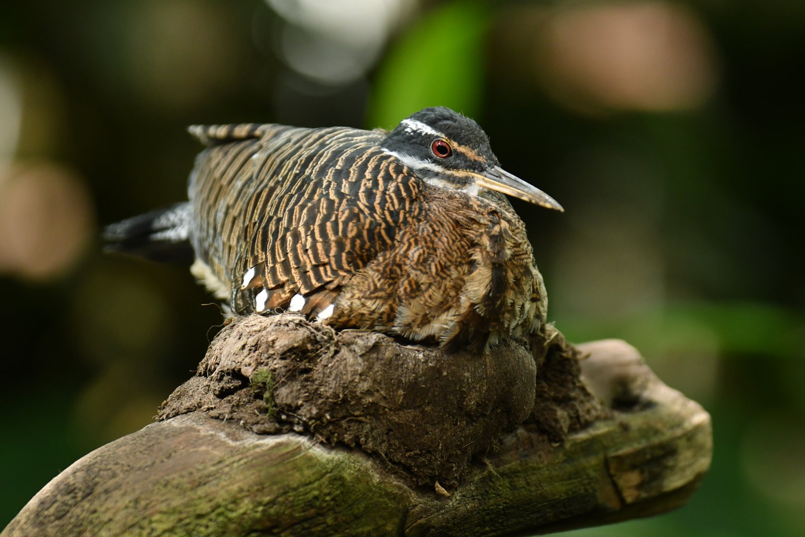 Sunbittern Eurypyga helias