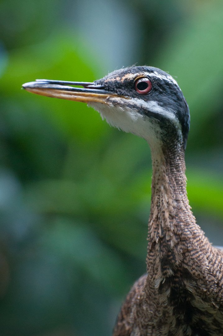 Sunbittern (Eurypyga helias)