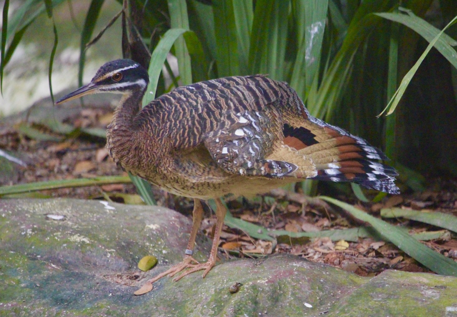 Sunbittern (Eurypyga helias)