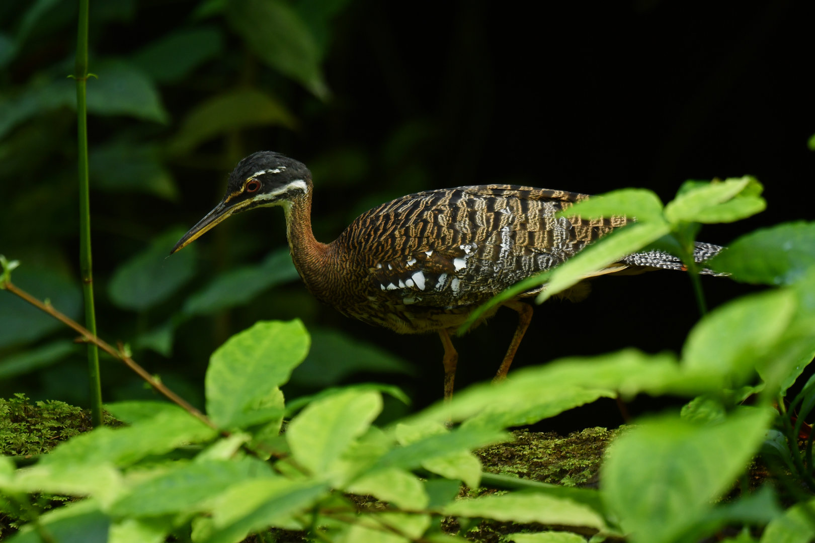 Sunbittern Eurypyga helias