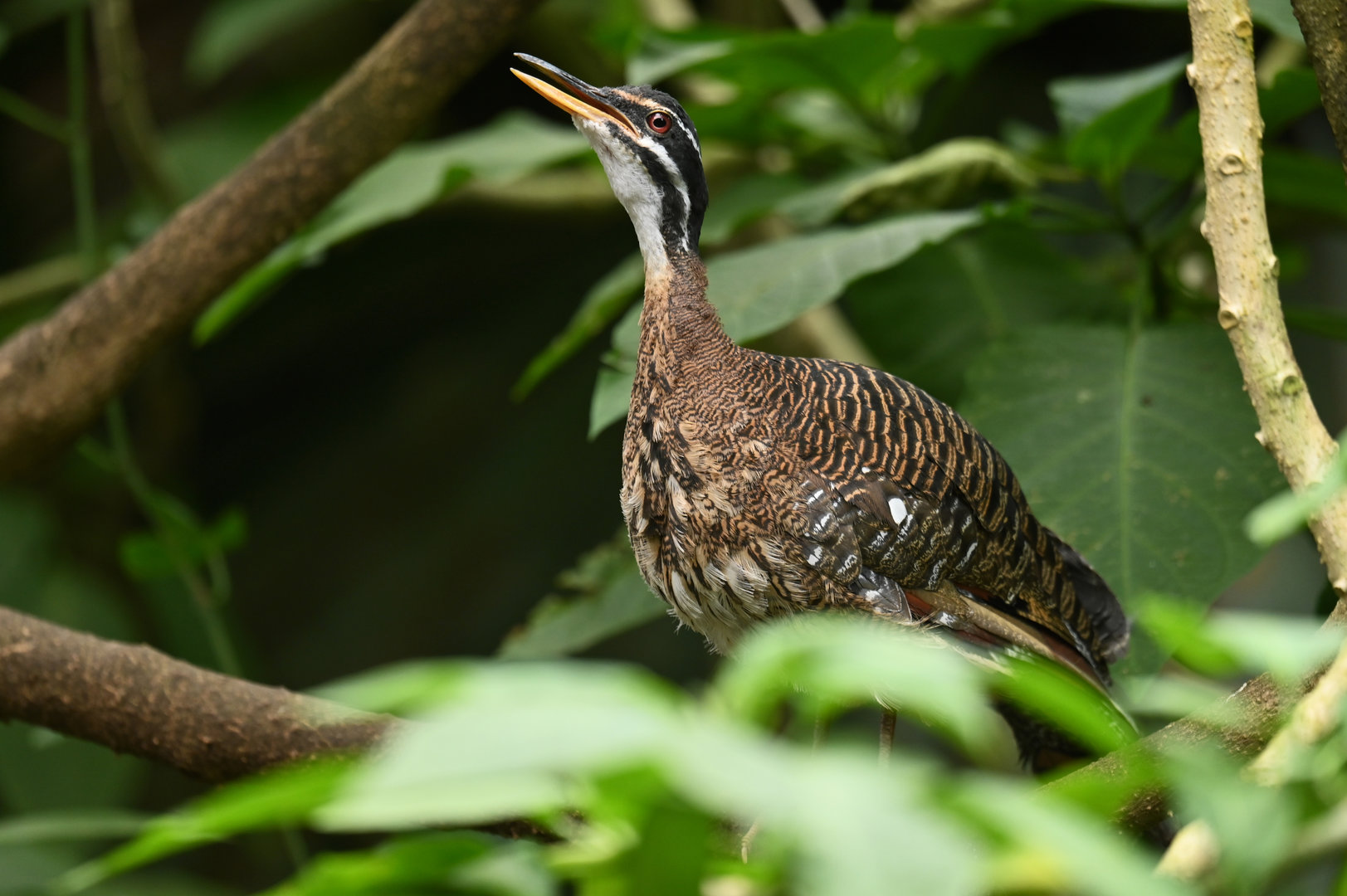 Sunbittern Eurypyga helias