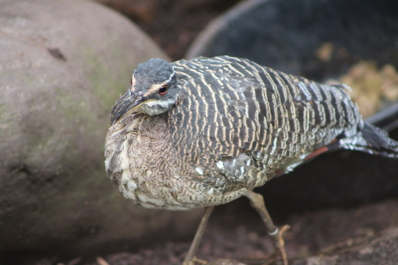 Sunbittern (Eurypyga helias)