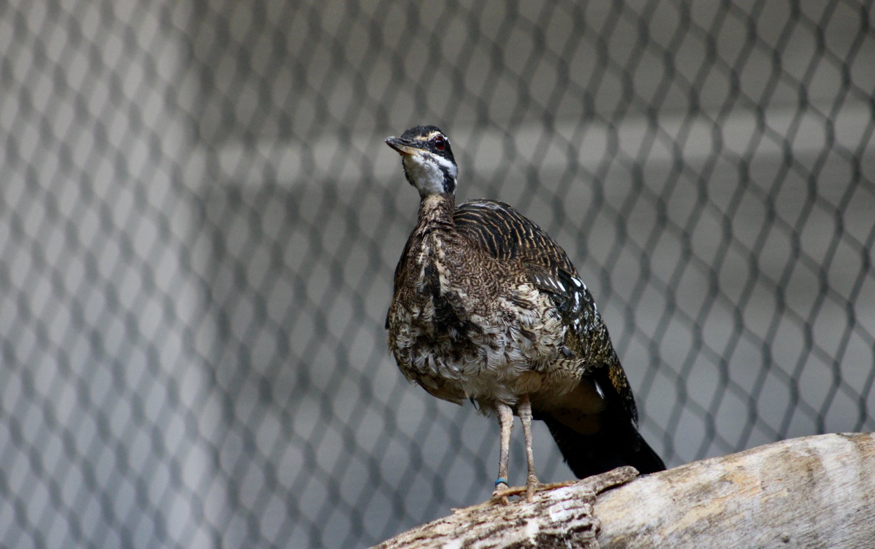 Sunbittern (Eurypyga helias)