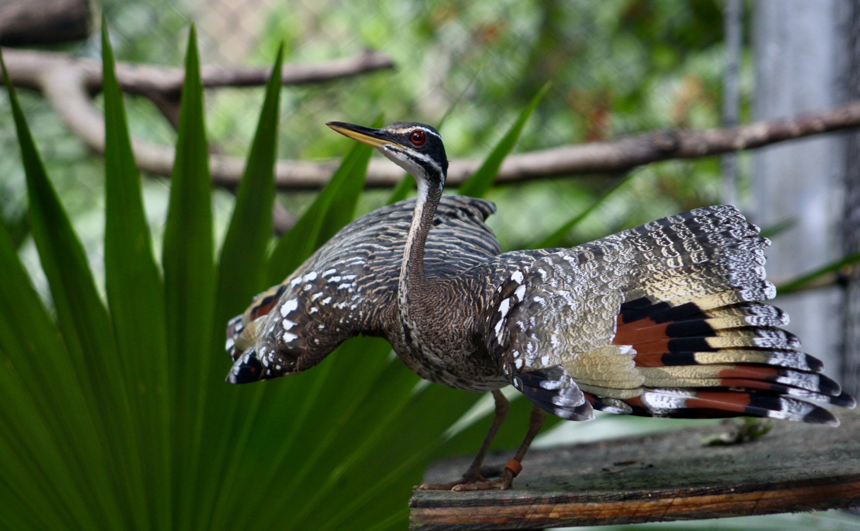 Sunbittern (Eurypyga helias)