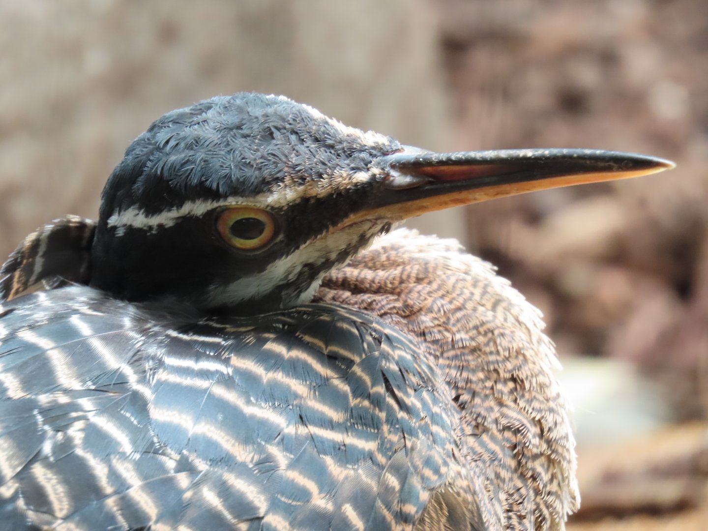Sunbittern (Eurypyga helias)
