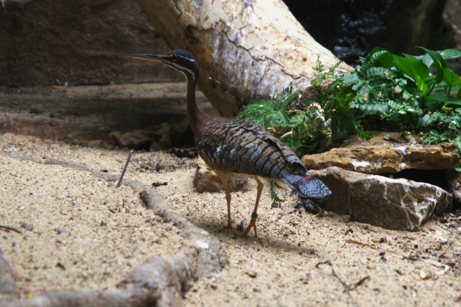 Sunbittern (Eurypyga helias)