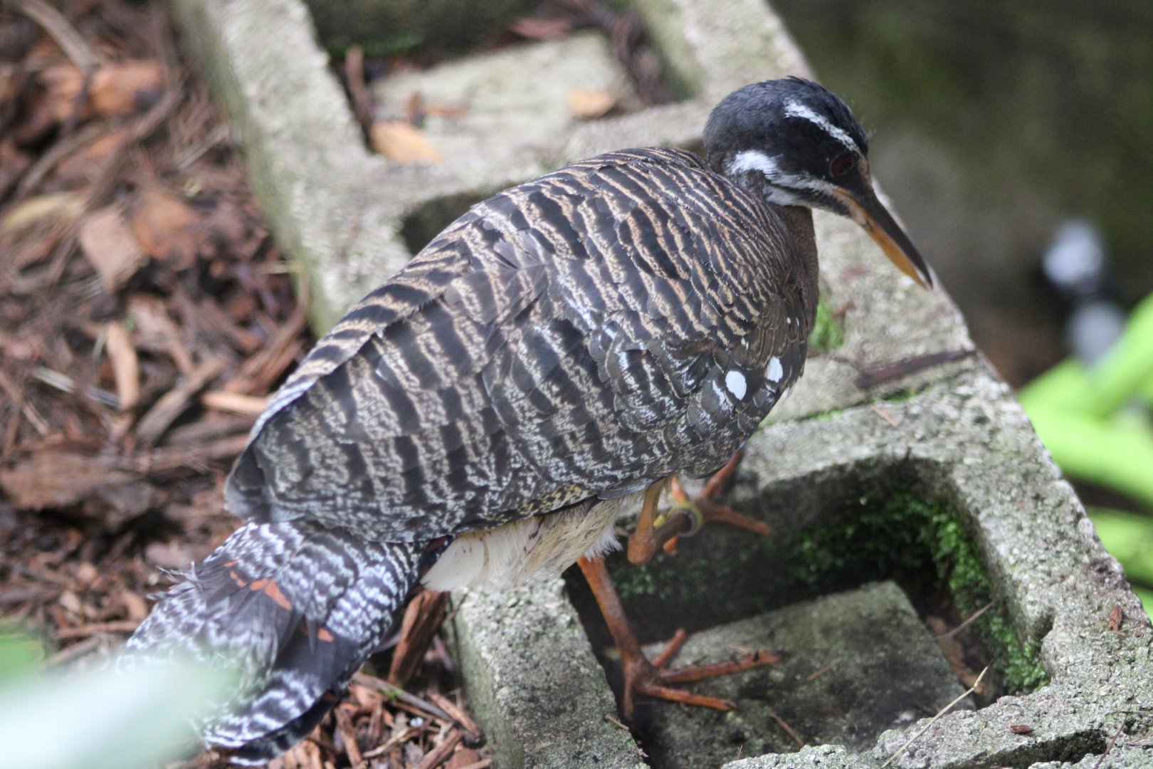 Sunbittern (Eurypyga helias)