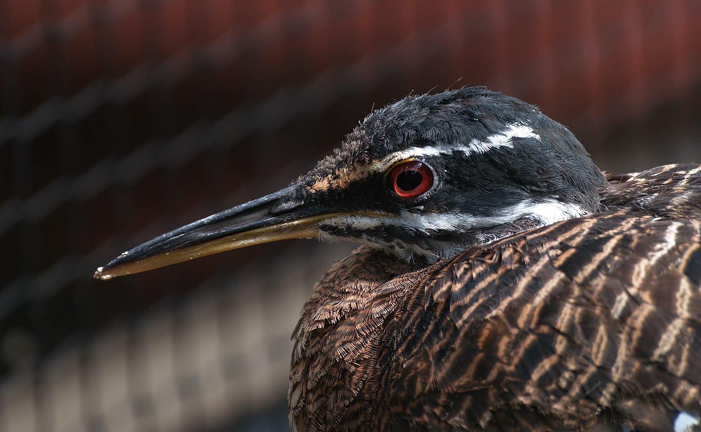 Sunbittern (Eurypygia helias), 2008-07-22