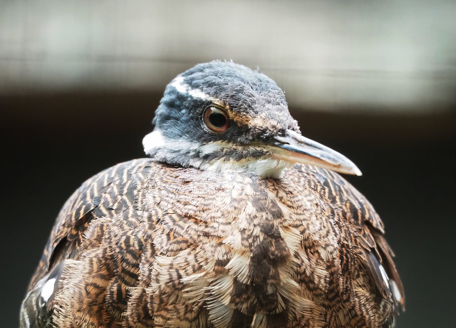 Sunbittern (Eurypygia helias), 2023-04-08