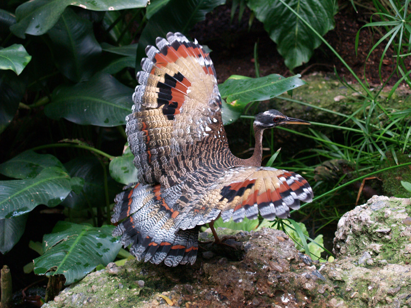 Sunbittern - Exotarium