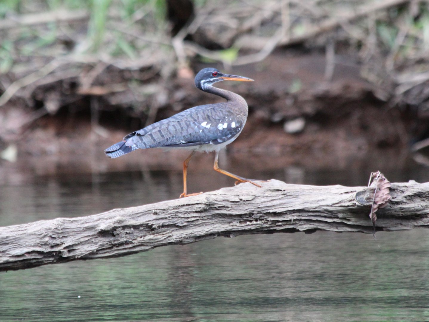 Sunbittern - Mar 2019