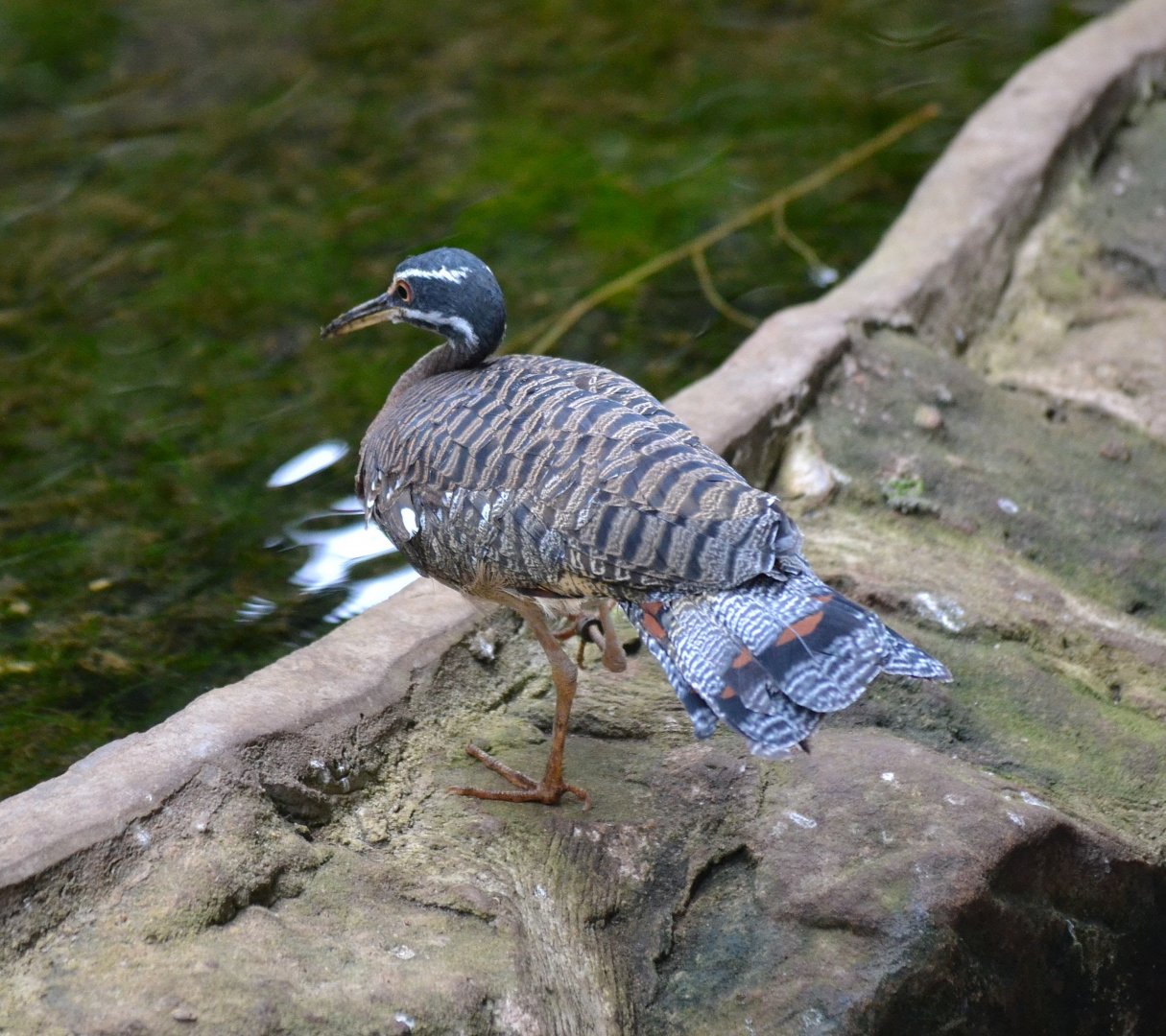 Sunbittern - March 2018
