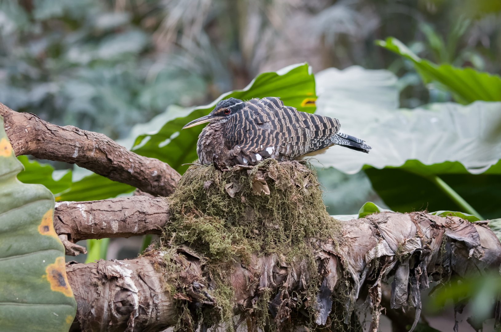 Sunbittern Nesting - 18/12/2016