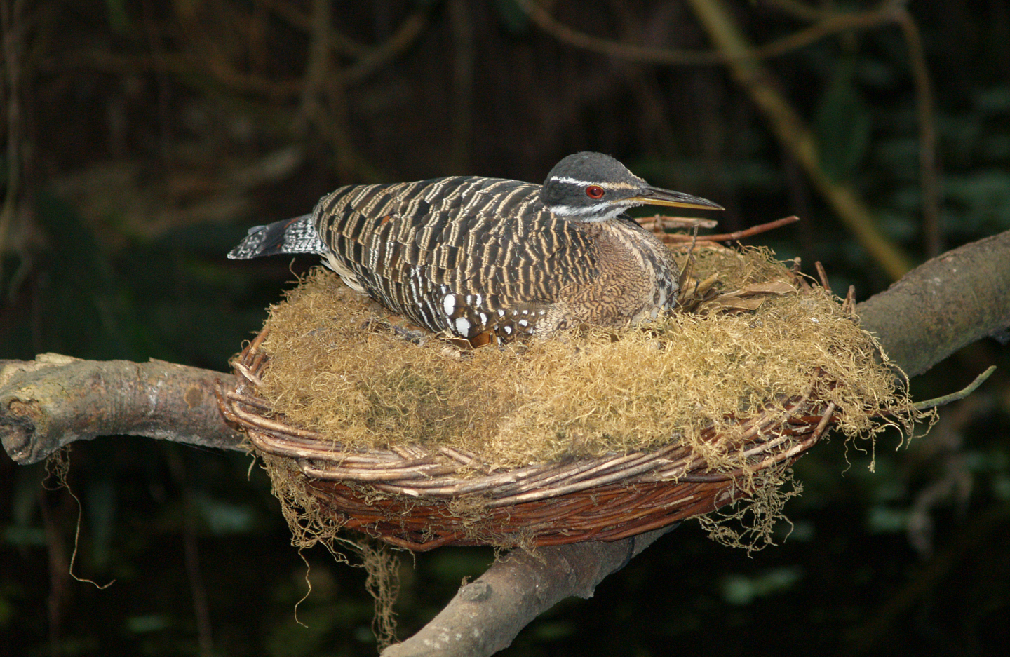 Sunbittern on nest (Eurypyga helias), 2006-07-08