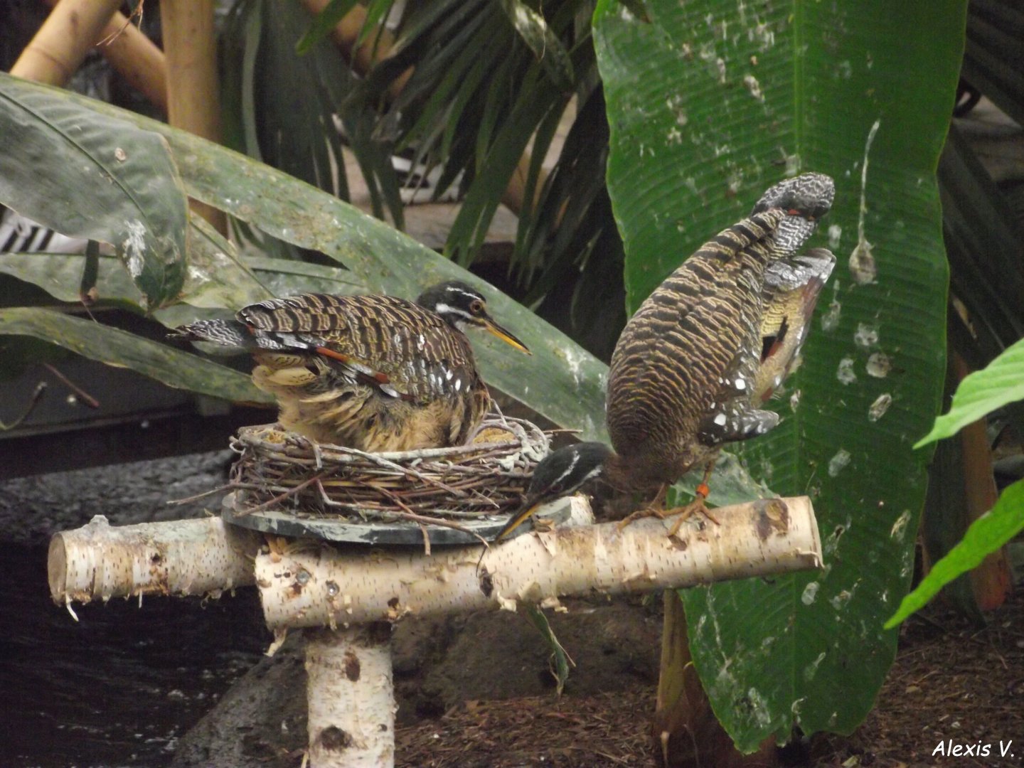 Sunbittern pair - Zooparc de Beauval - 12/04/2025