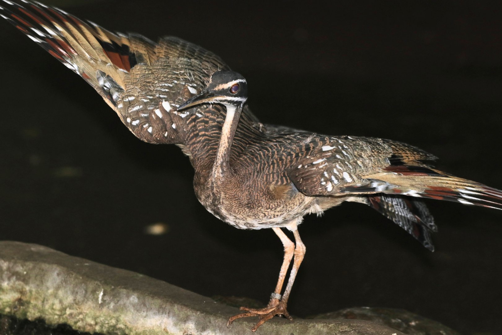 Sunbittern taking flight
