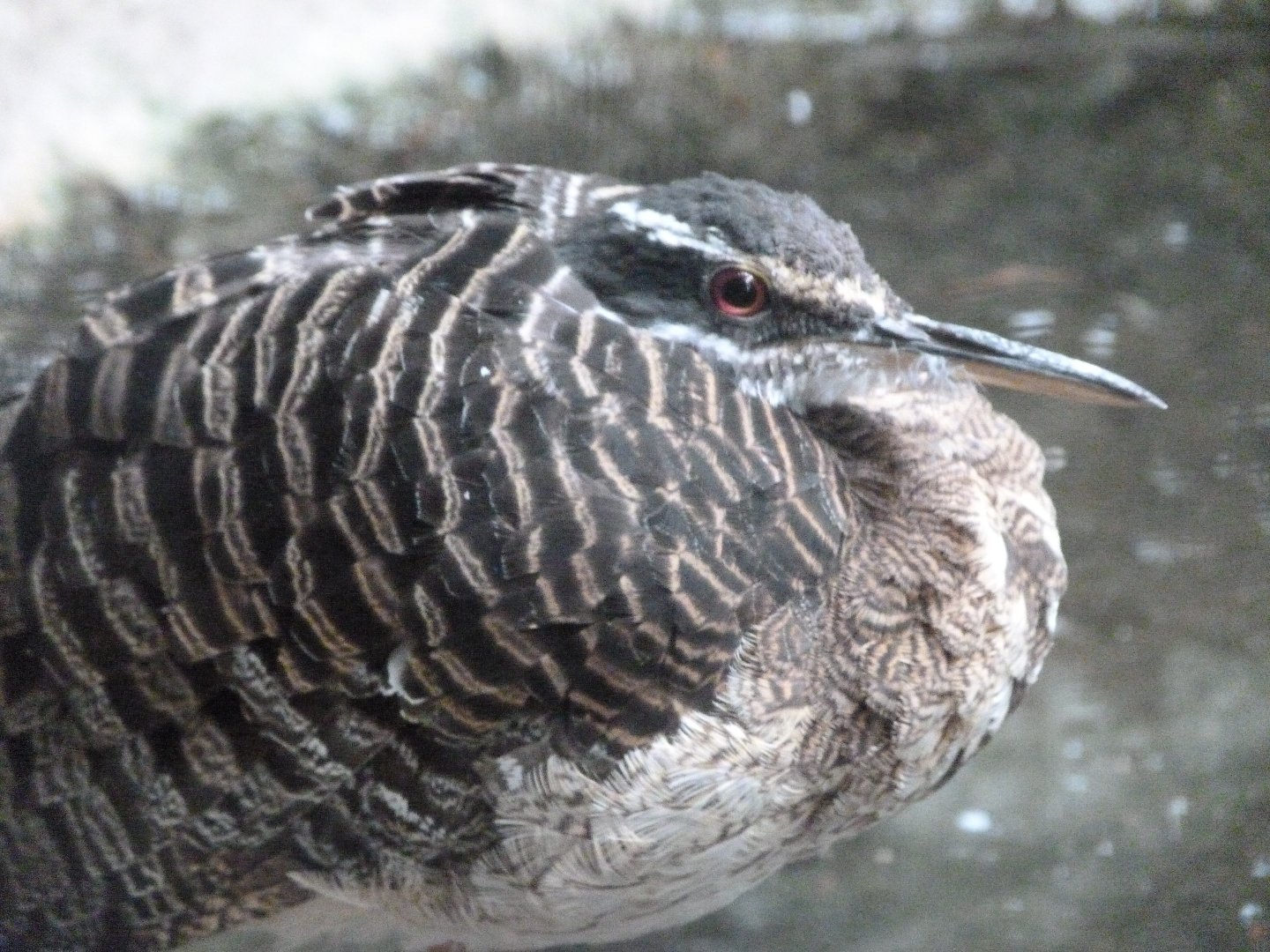 Sunbittern -Zoologischer Garten Berlin (2024)