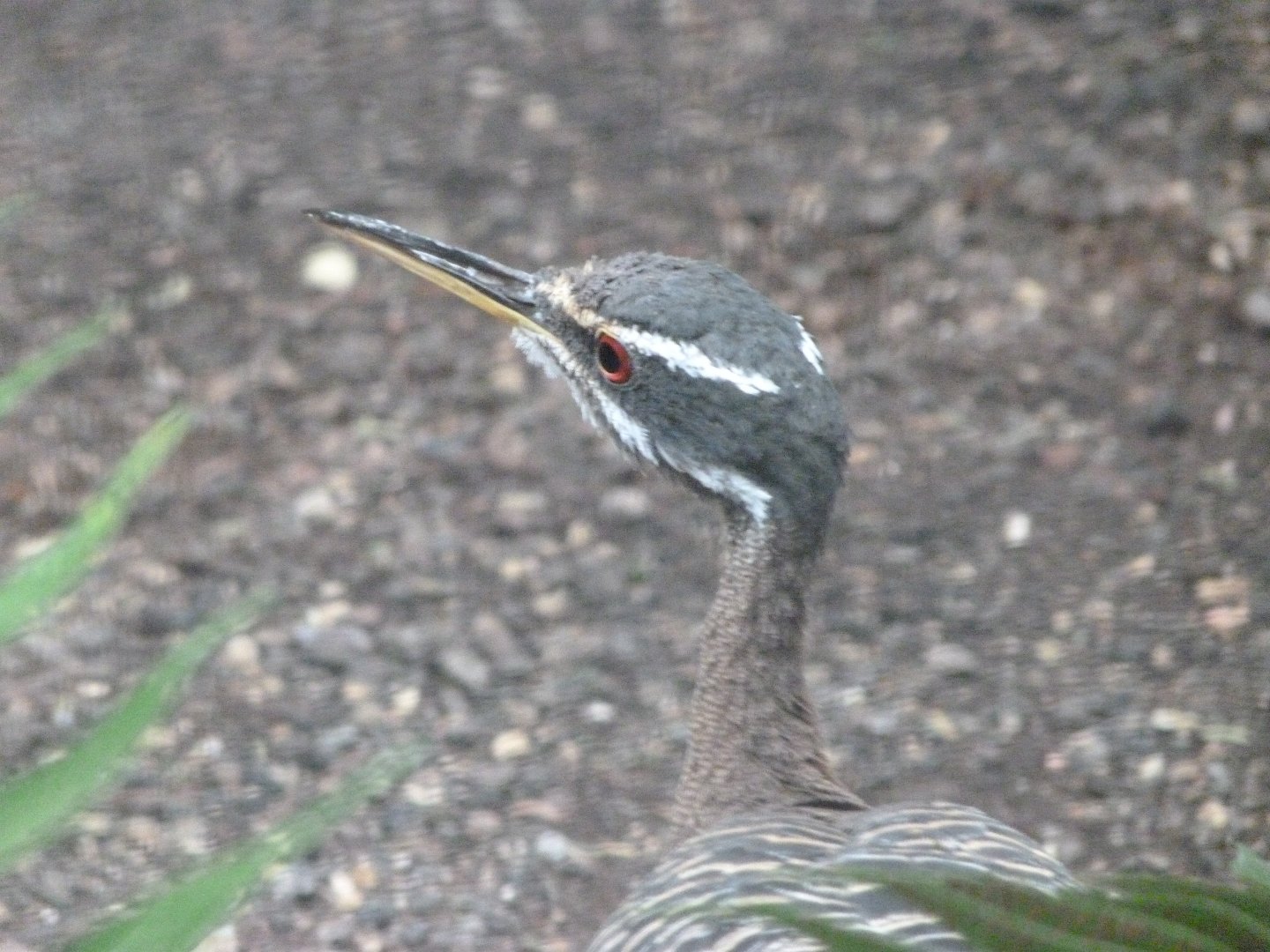 Sunbittern -Zoologischer Garten Berlin (2024)