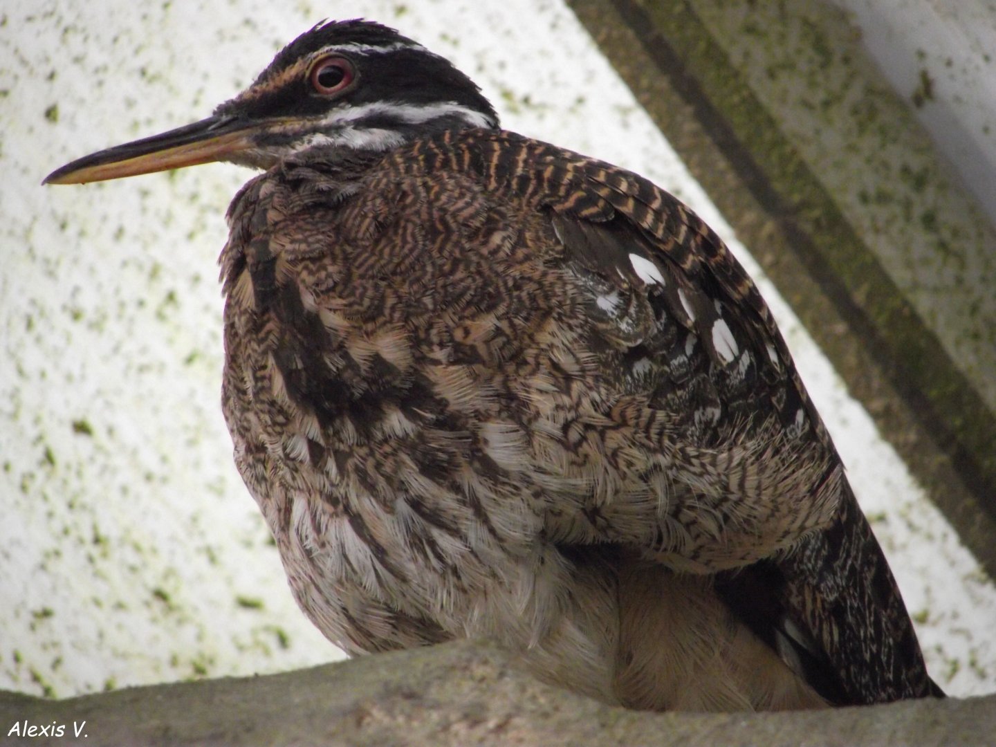 Sunbittern - Zooparc de Beauval - 09/2013