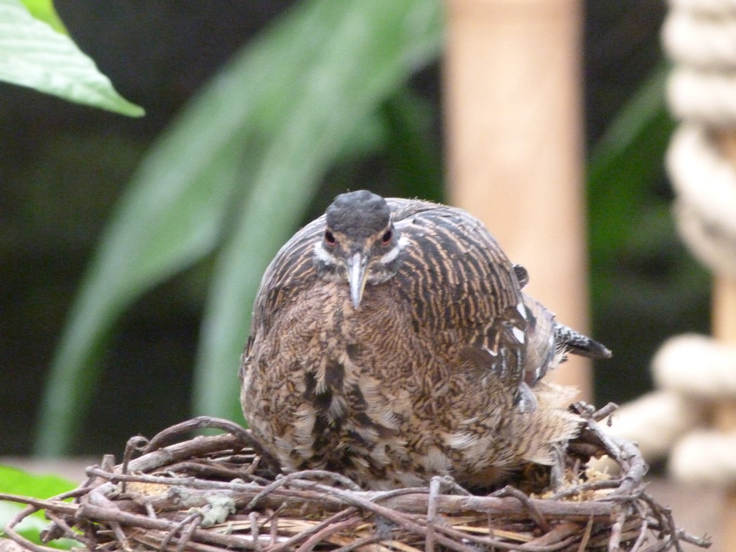 Sunbittern -ZooParc de Beauval (2025)