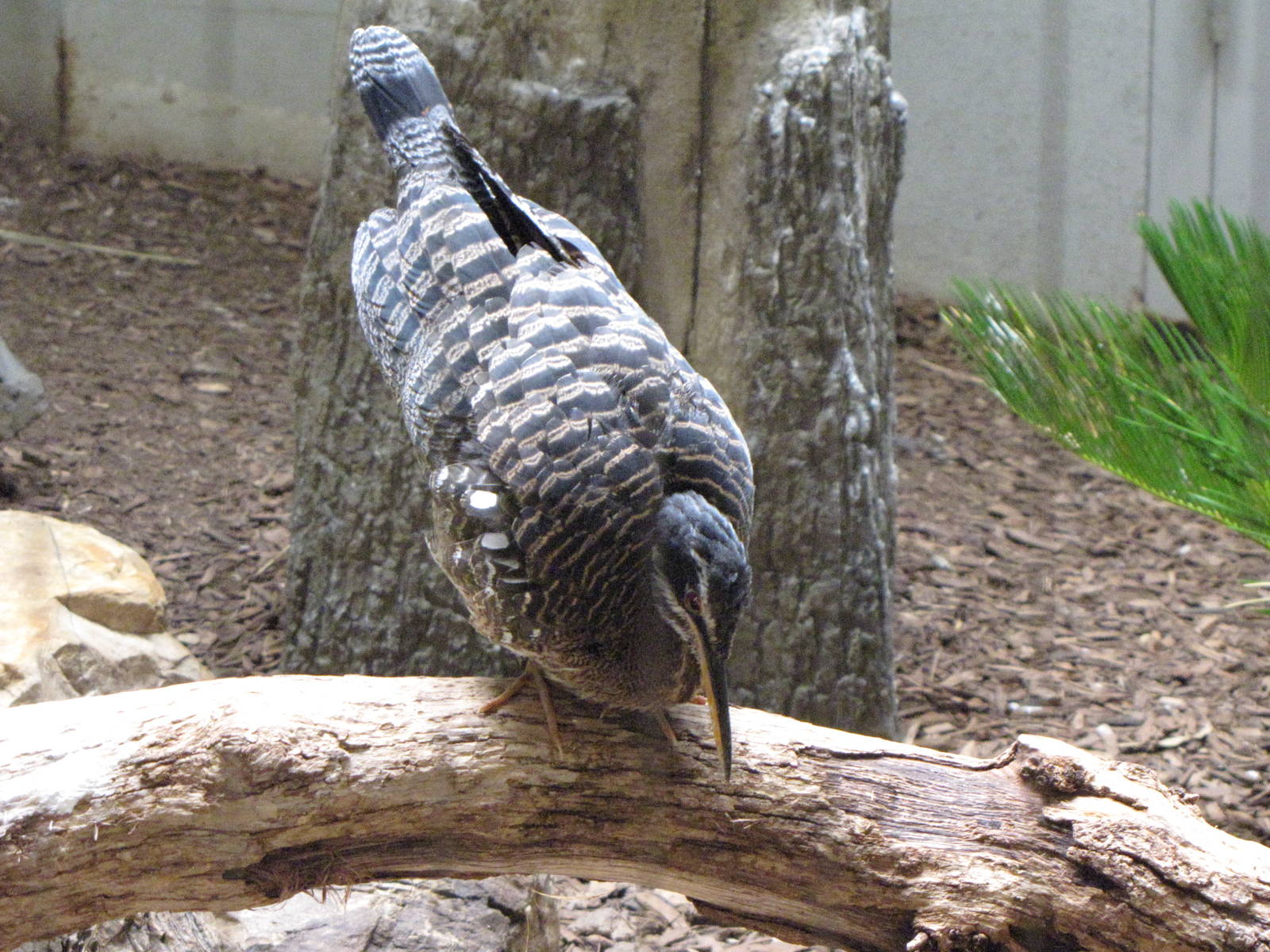 Sunbittern