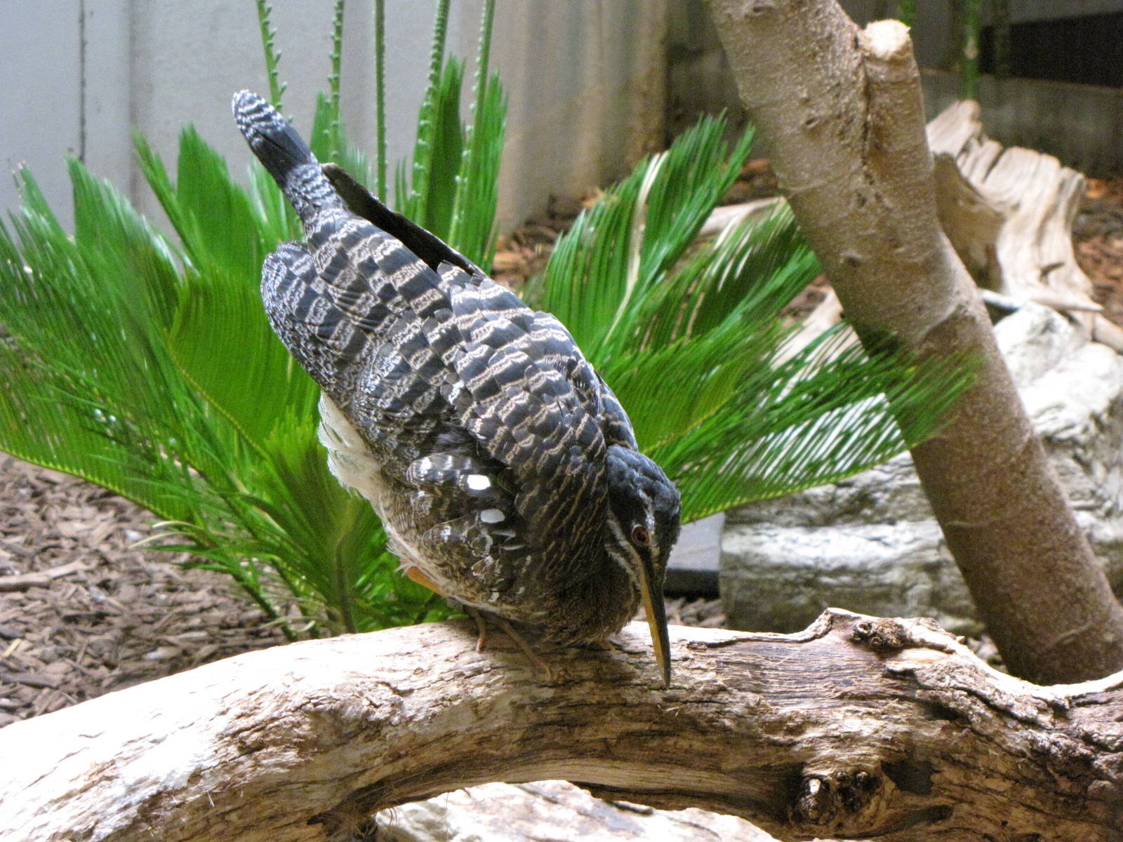 Sunbittern