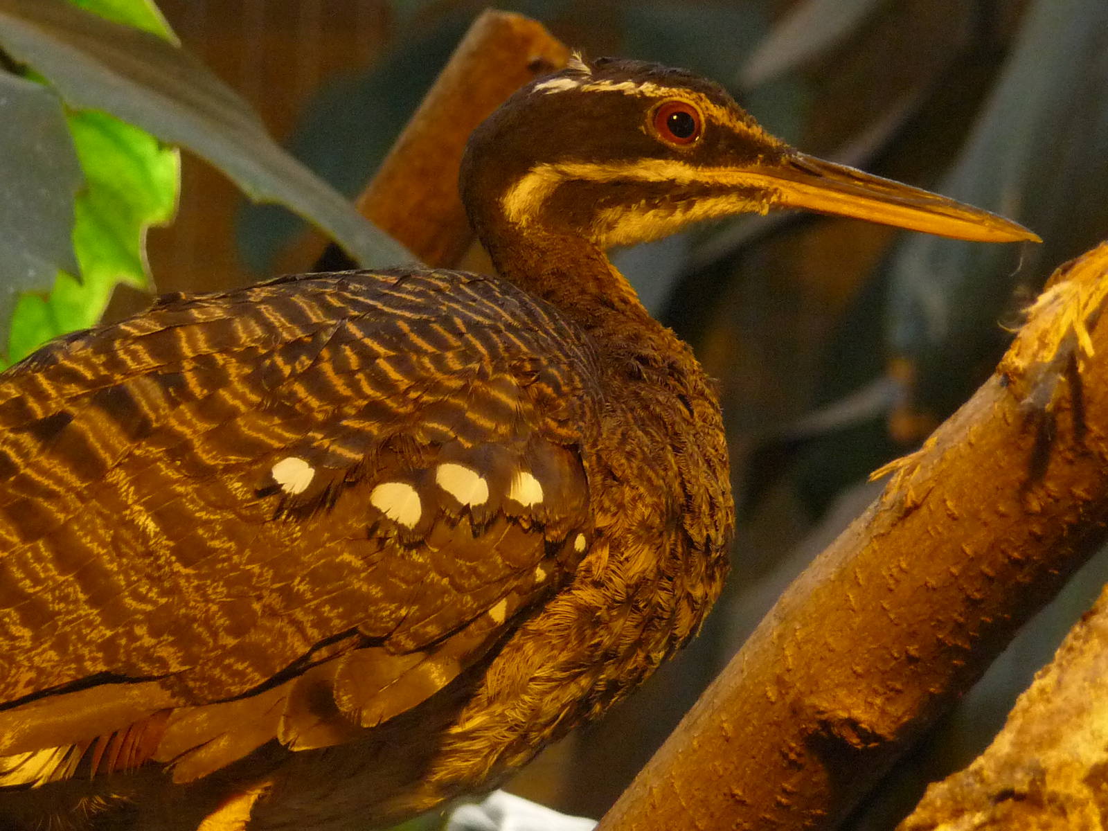 Sunbittern