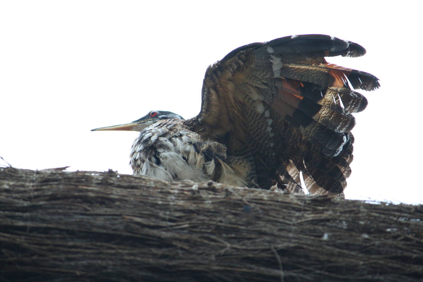 Sunbittern