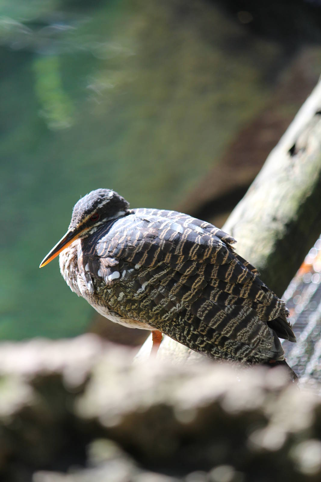 Sunbittern