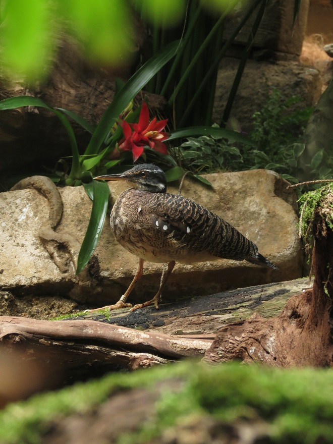Sunbittern