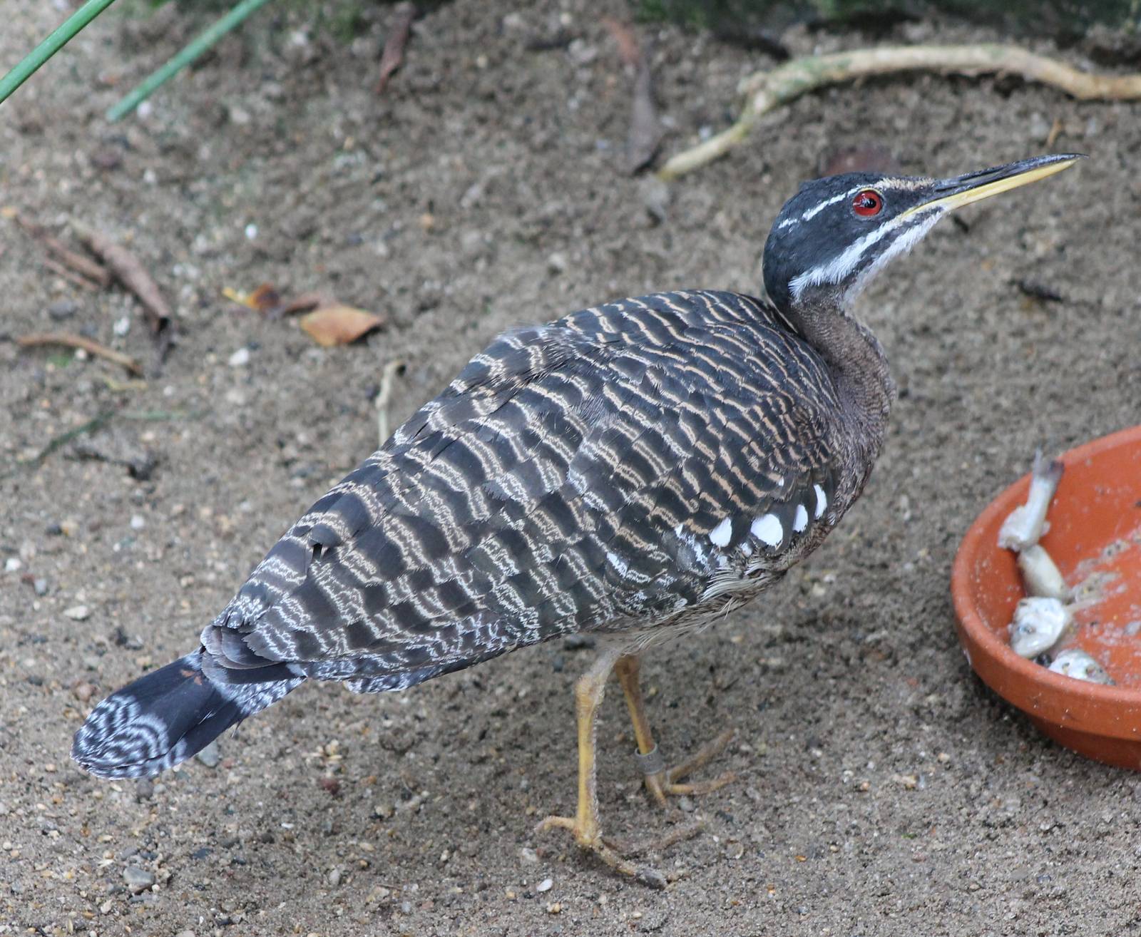 Sunbittern