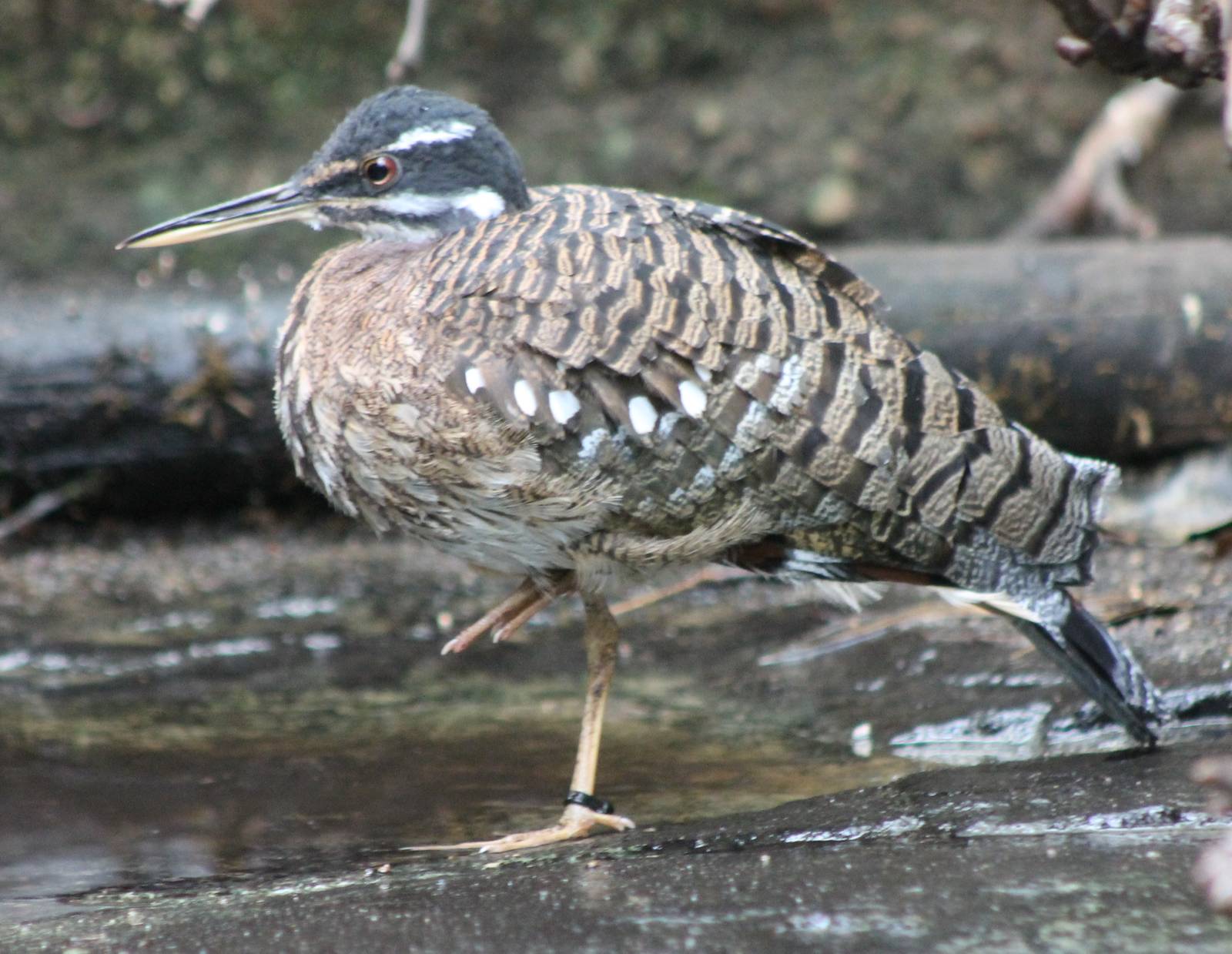 Sunbittern