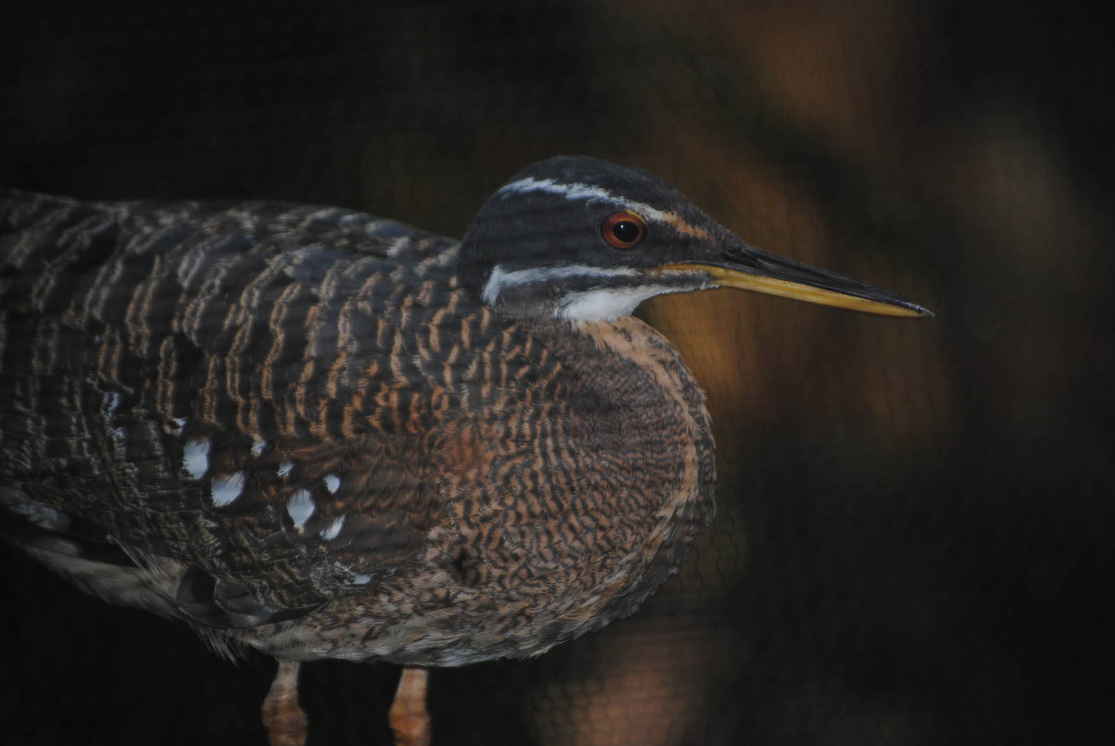 Sunbittern