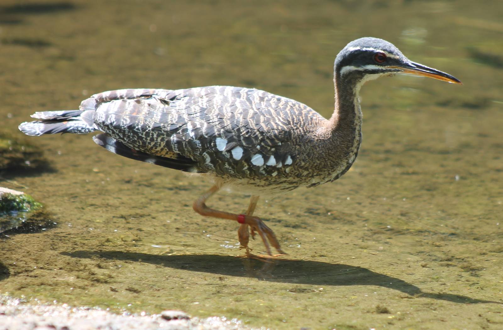 Sunbittern