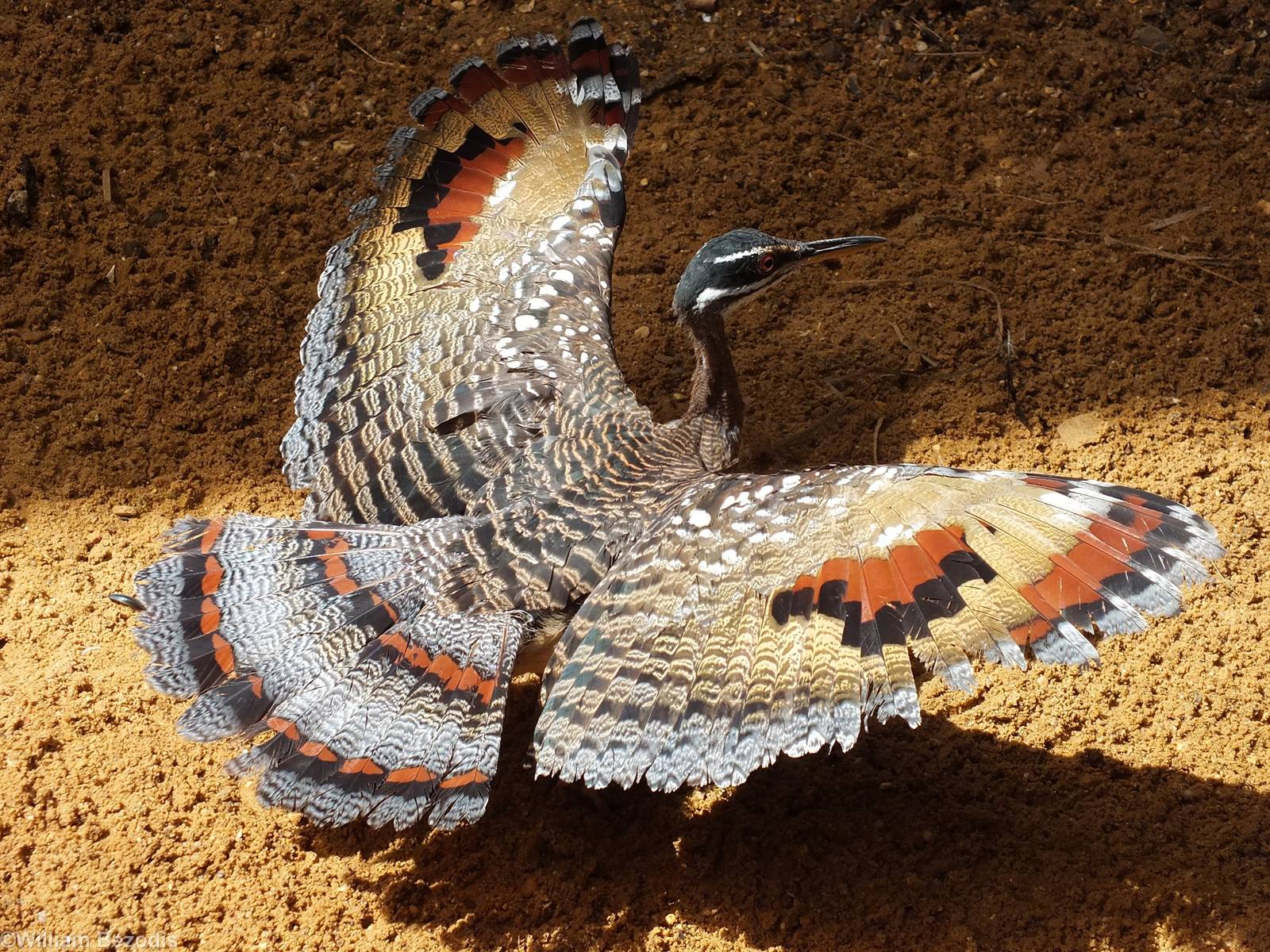 Sunbittern