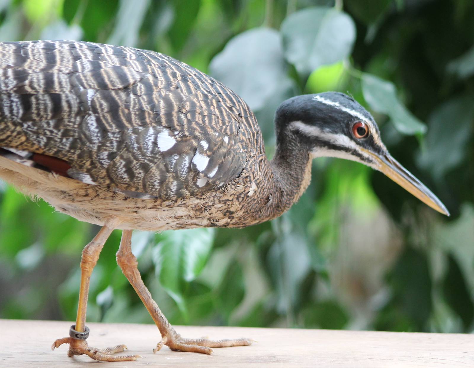 Sunbittern