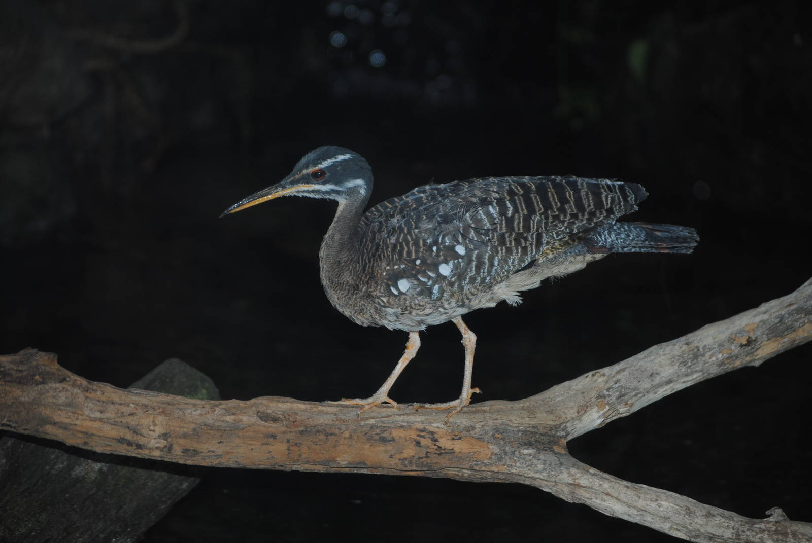 Sunbittern