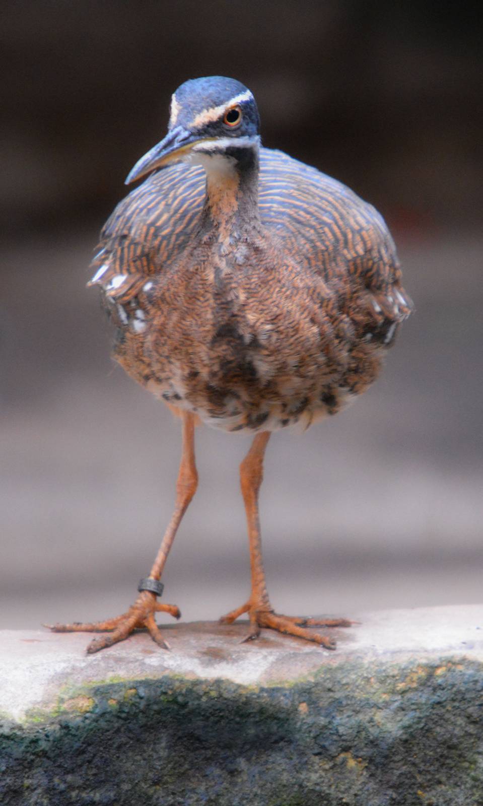 Sunbittern
