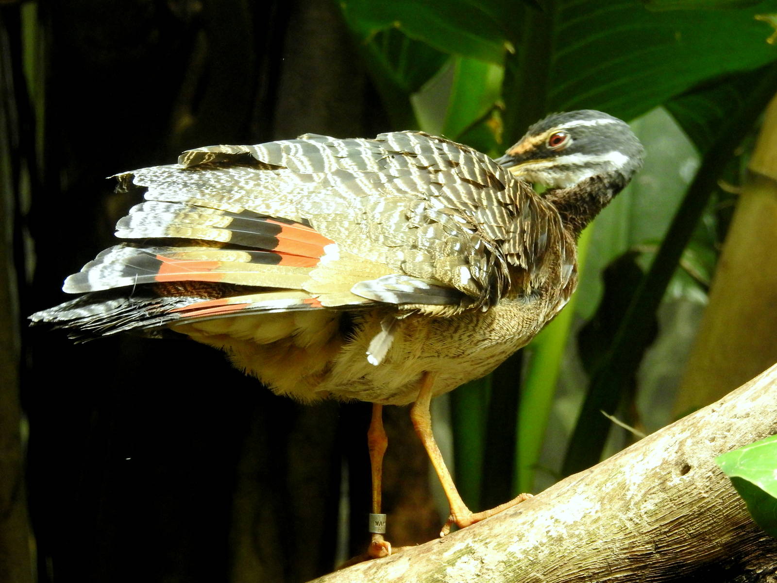 Sunbittern