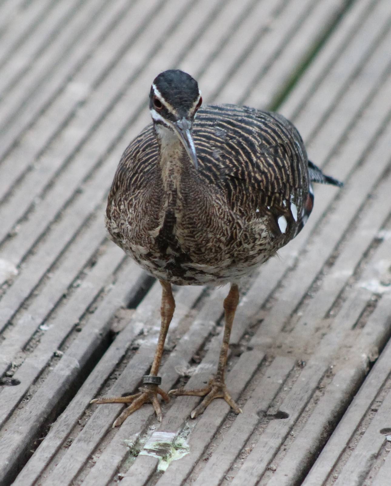 Sunbittern