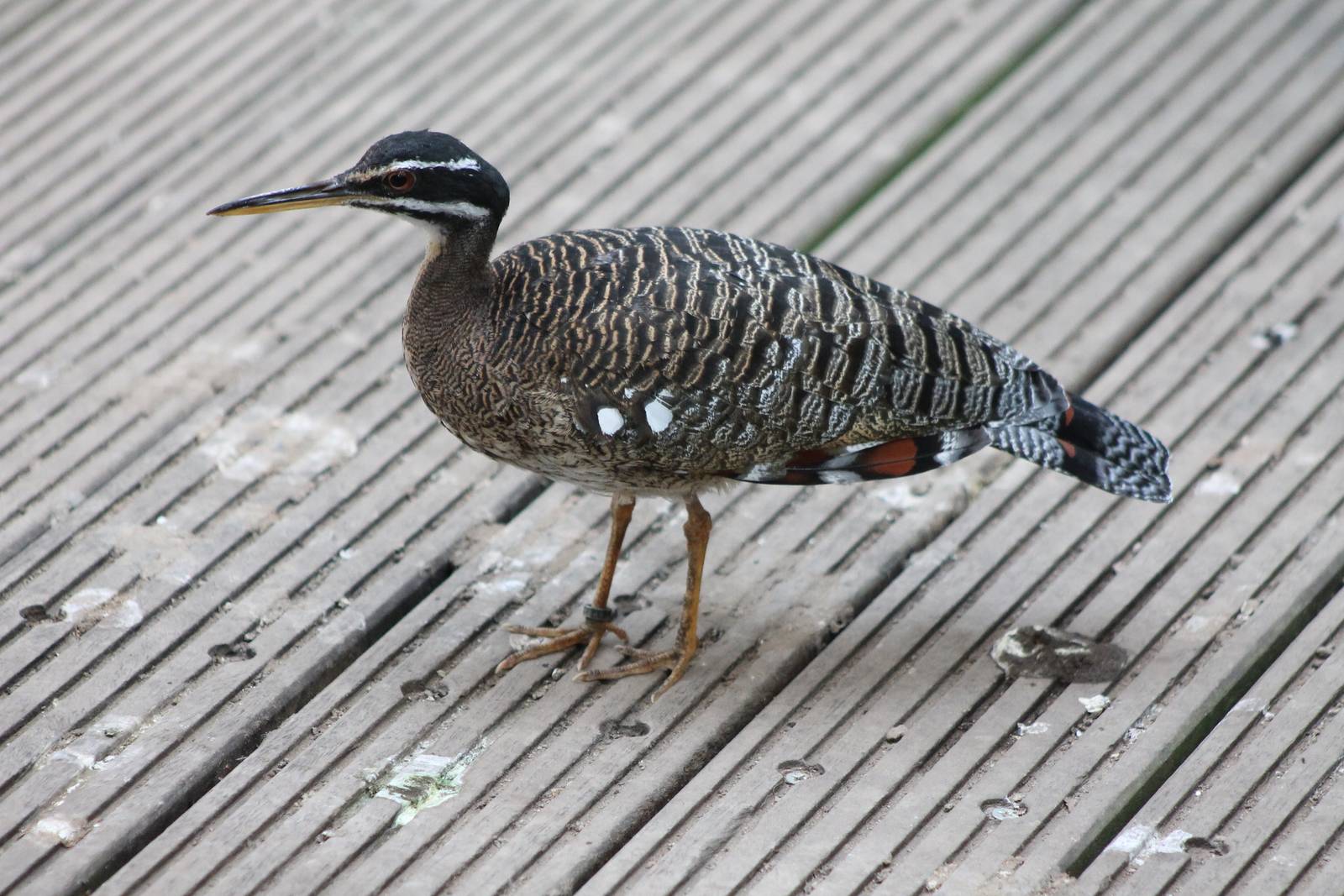 Sunbittern